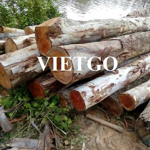 Cơ hội hợp tác xuất khẩu gỗ bạch đàn tròn tới thị trường Ấn Độ