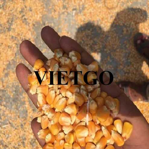 Cơ hội hợp tác xuất khẩu ngô vàng đến từ vị khách hàng người Mỹ