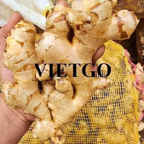 Thương vụ hợp tác xuất khẩu gừng tươi đến thị trường Bangladesh