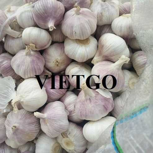 Thương vụ hợp tác xuất khẩu tỏi trắng đến thị trường Ấn Độ