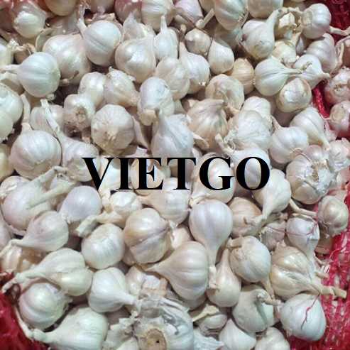Thương vụ hợp tác xuất khẩu tỏi trắng đến thị trường Bangladesh