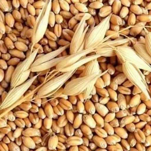 I AM LOOKING FOR WHEAT FOR HUMAN CONSUMPTION