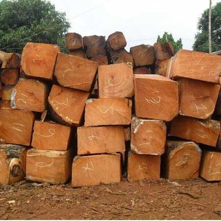 we need pachy wood