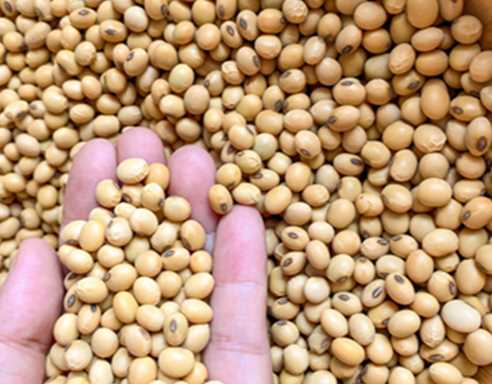 I NEED SOYBEAN
