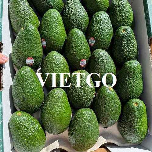 (Gấp) Thương vụ hợp tác xuất khẩu bơ hass sang thị trường Dubai