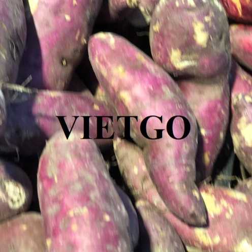 Thương vụ xuất khẩu khoai lang đến thị trường Philippines
