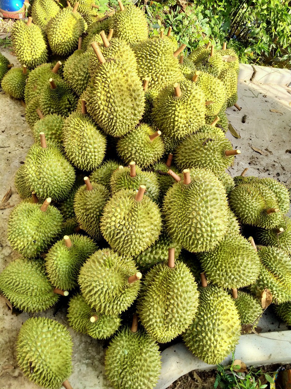 Cần tìm đơn vị vận tải vận chuyển hàng sầu riêng đi Hàn Quốc
