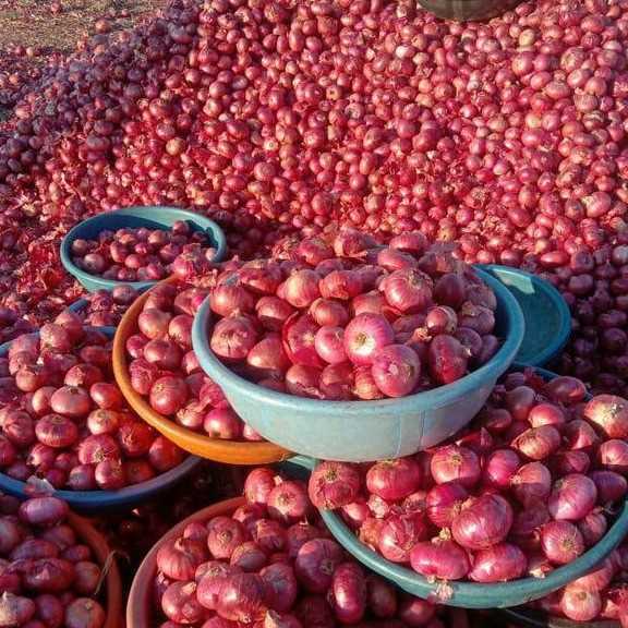 I AM LOOKING FOR ONION