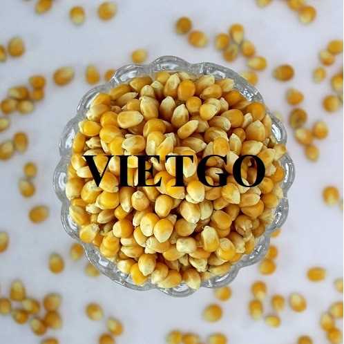 Cơ hội hợp tác xuất khẩu ngô vàng đến thị trường Iraq