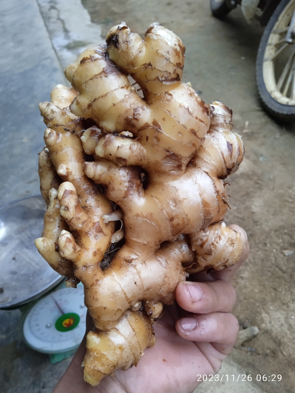 Tôi cần tìm giá cước vận chuyển cho hàng gừng tươi