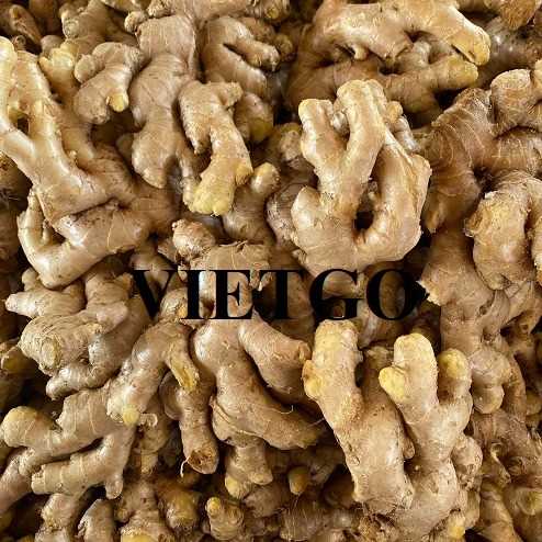 Thương vụ hợp tác xuất khẩu gừng tươi sang thị trường Qatar