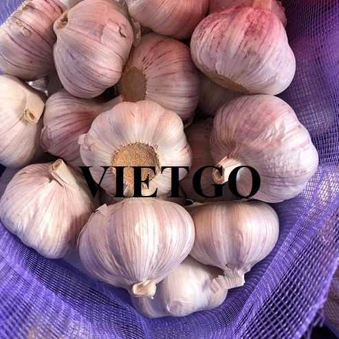 Cơ hội xuất khẩu tỏi sang thị trường Hoa Kỳ