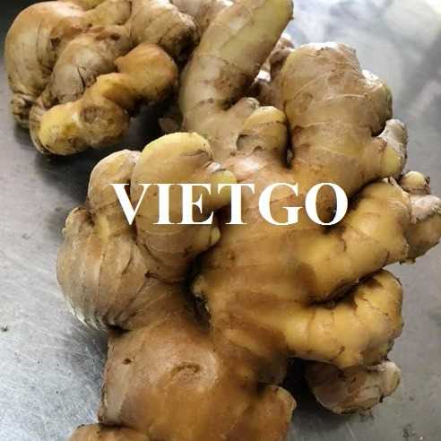 Thương vụ hợp tác xuất khẩu gừng tươi đến thị trường Anh
