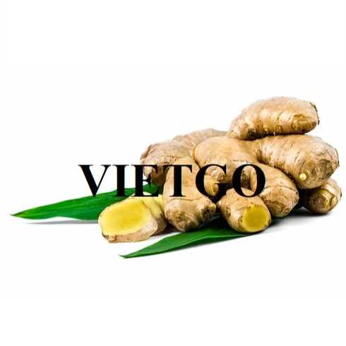 Cơ hội hợp tác xuất khẩu gừng tươi đến thị trường Bangladesh