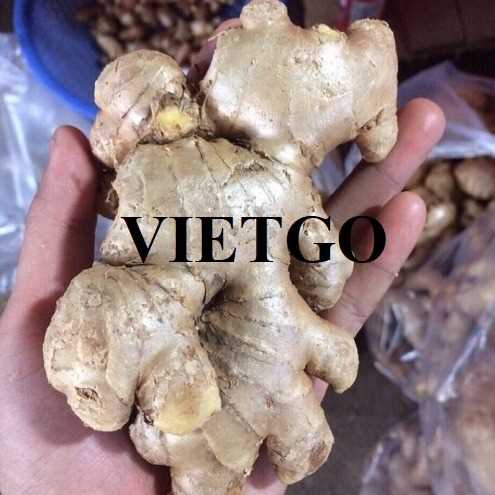 Cơ hội xuất khẩu gừng đến thị trường Bangladesh