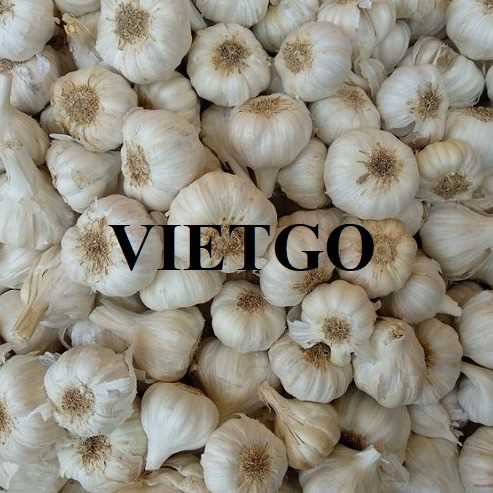 Cơ hội xuất khẩu tỏi trắng sang thị trường Ấn Độ