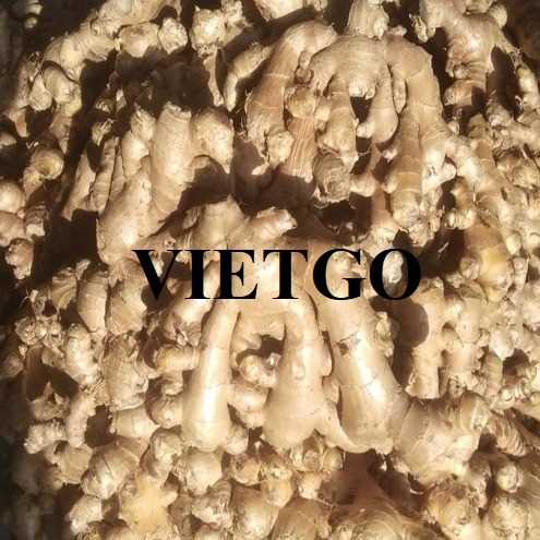 Cơ hội xuất khẩu sản phẩm gừng đến thị trường Bangladesh