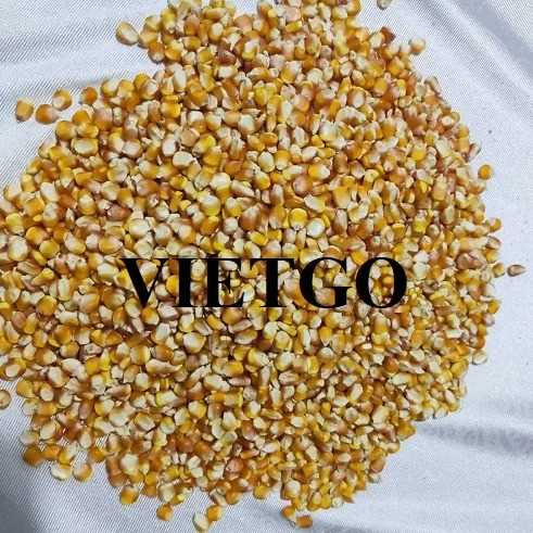 Thương vụ hợp tác xuất khẩu ngô vàng sang thị trường Trung Quốc, Ấn Độ và UAE