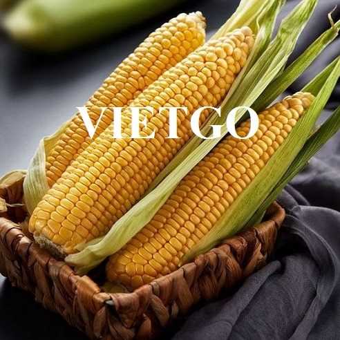 Thương vụ hợp tác xuất khẩu ngô đến thị trường Mỹ