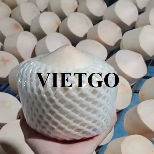 Cơ hội xuất khẩu dừa tươi sang thị trường Ý