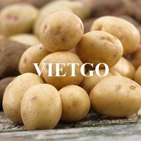Cơ hội hợp tác xuất khẩu khoai tây đến thị trường UAE