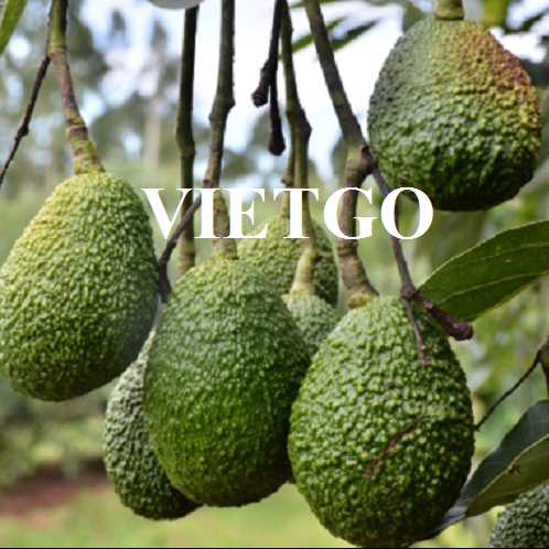 Cơ hội hợp tác xuất khẩu bơ đến thị trường Bahrain