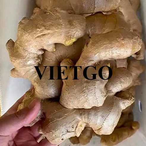 Cơ hội hợp tác xuất khẩu gừng cùng vị khách hàng đến từ Thái Lan