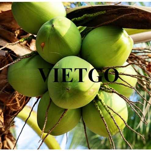 Cơ hội xuất khẩu dừa tươi sang thị trường Trung Quốc