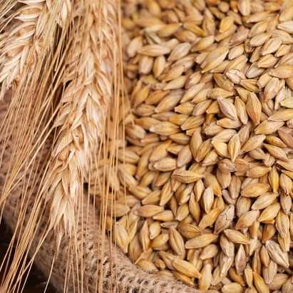 I AM LOOKING FOR WHEAT GRAINS