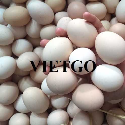 Thương vụ hợp tác xuất khẩu trứng gà sang thị trường Cuba