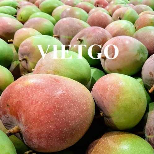 Cơ hội xuất khẩu sản phẩm xoài Úc và xoài Cát Chu đến thị trường Qatar