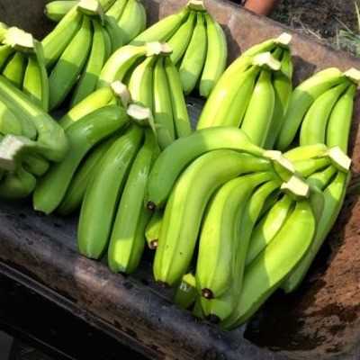 i'm looking for Banana