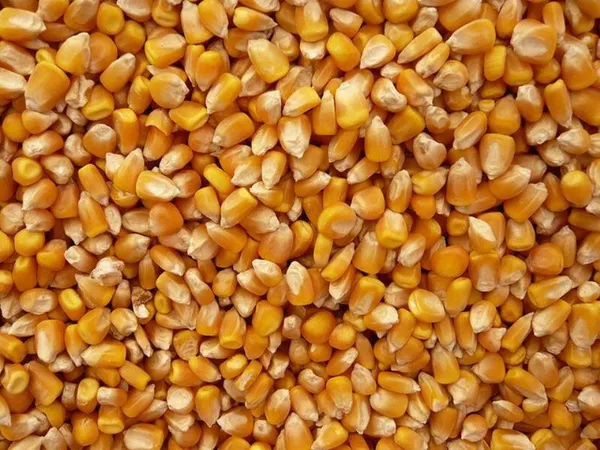 Cần tìm Vận chuyển Ngô hạt và bột ngô đến Trung Quốc