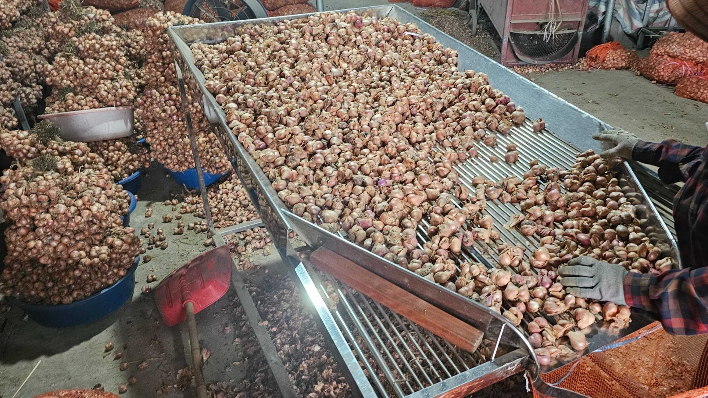 Cần tìm đơn vị vận tải sản phẩm hành sang thị trường Guatemala