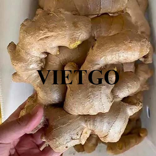 Cần tìm đơn vị vận chuyển mặt hàng gừng đi Bangladesh