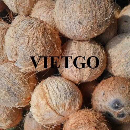 Cơ hội hợp tác xuất khẩu dừa sang thị trường Ai Cập