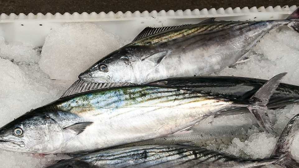 I AM LOOKING FOR BONITO FISH 
