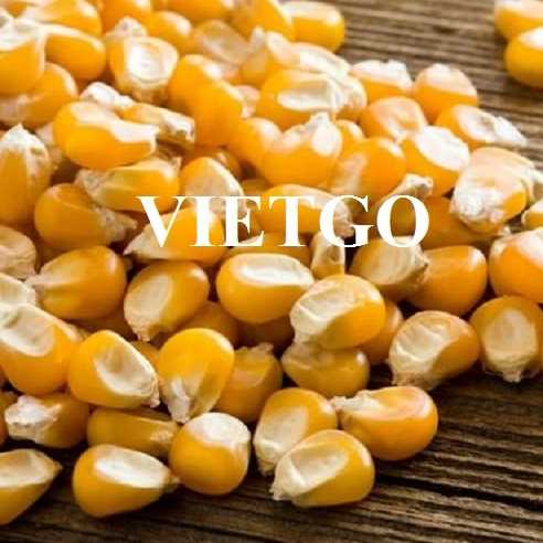 Thương vụ hợp tác xuất khẩu ngô vàng sang thị trường Oman
