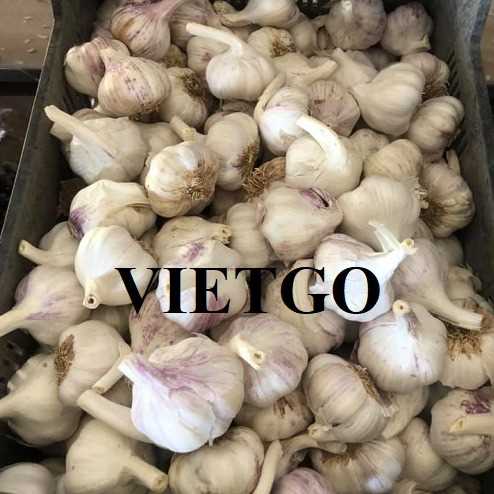 Cơ hội hợp tác xuất khẩu tỏi trắng đến thị trường Hoa Kỳ