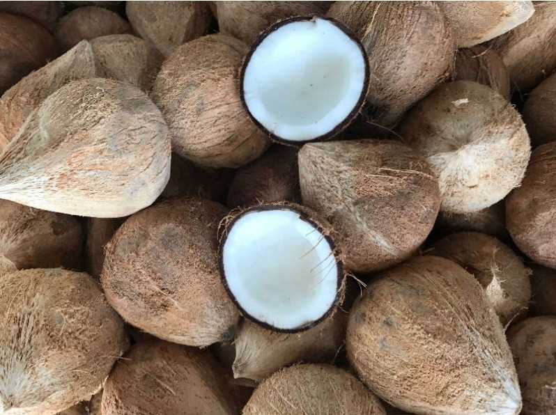 Cần tìm cước biển mặt hàng Dừa khô lọt vỏ đi Ai Cập