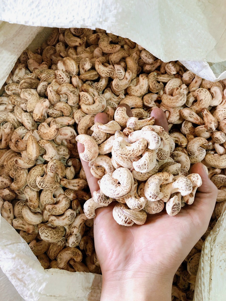 Cần tìm đơn vị vận tải vận chuyển mặt hàng Hạt điều đi Nhật Bản