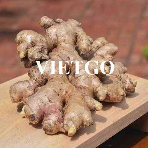 Thương vụ xuất khẩu gừng tươi sang thị trường Trung Quốc