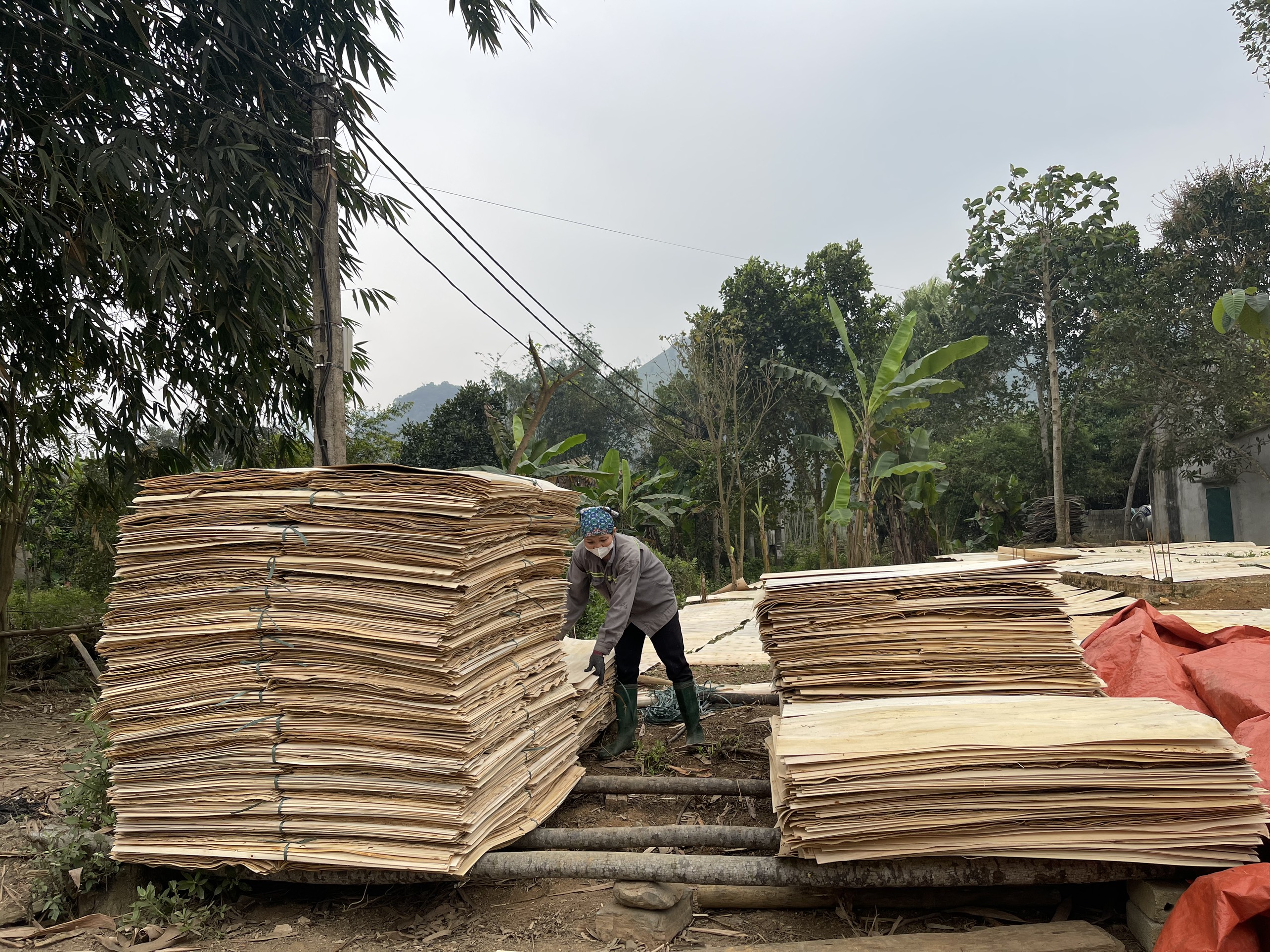 Cần tìm đơn vị vận tải vận chuyển hàng Ván bóc đến cảng Cảng Jakarta, Indonesia 
