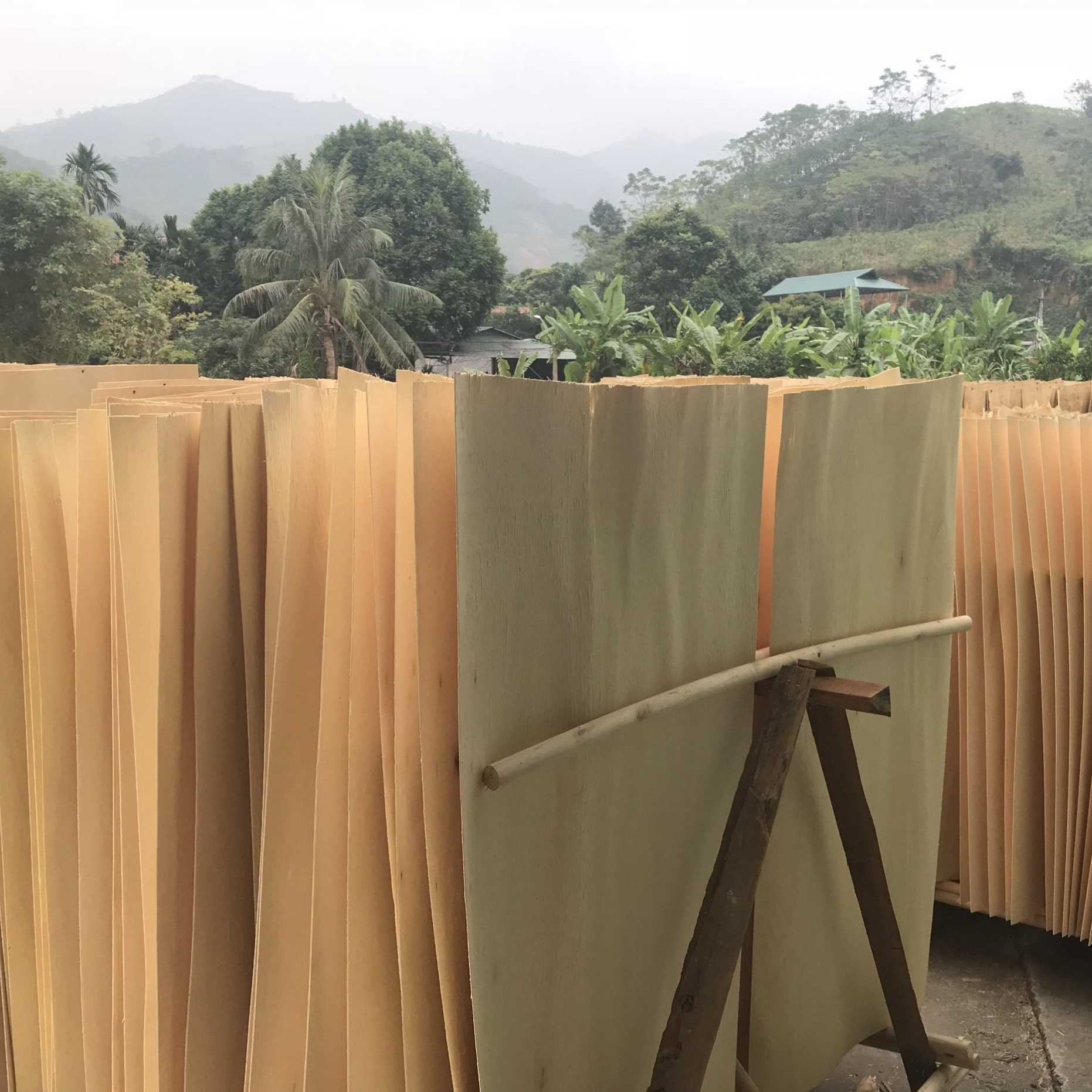 We need import Eucalyptus and Acacia core veneer