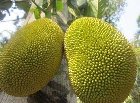 Cần tìm đơn vị vận tải vận chuyển mặt hàng mít đi Pháp