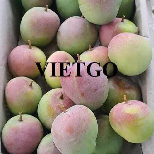 Cơ hội xuất khẩu xoài đến thị trường UAE