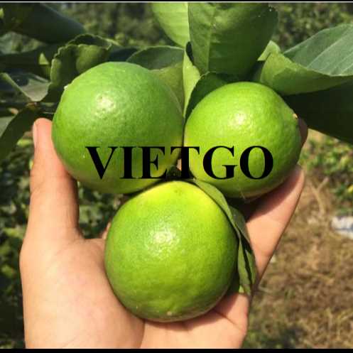 Cơ hội hợp tác xuất khẩu chanh xanh không hạt đến thị trường Ý