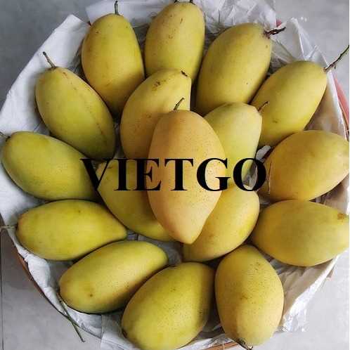 Cơ hội hợp tác xuất khẩu xoài Cát Hòa Lộc đến thị trường Oman