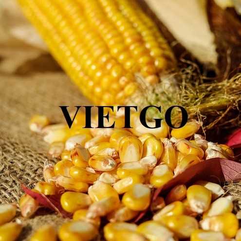 Cơ hội hợp tác xuất khẩu ngô vàng sang thị trường Oman