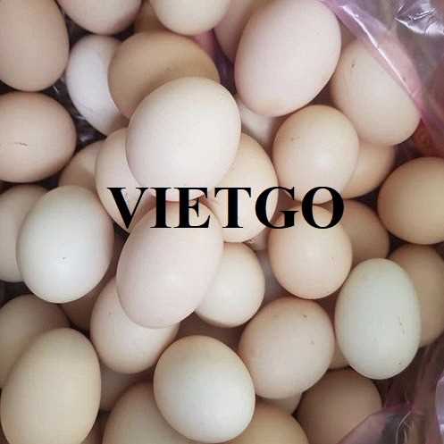 Cơ hội hợp tác xuất khẩu trứng gà trắng sang thị trường UAE